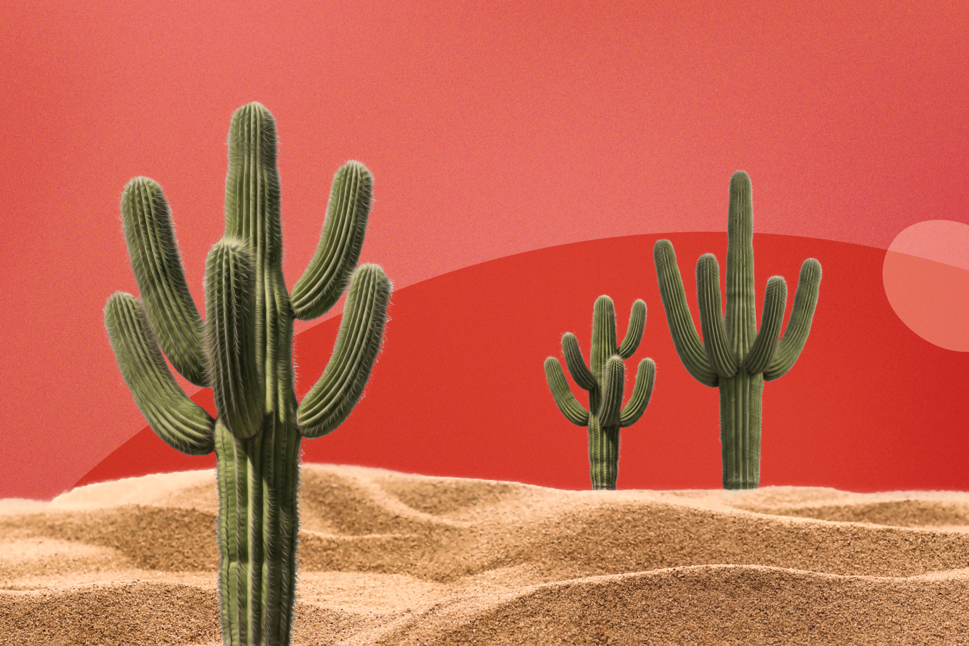 Paysage désertique avec des cactus illustrant la sécheresse vaginale et le syndrome génito-urinaire de la ménopause